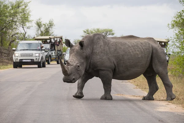 Rhino przez jezdnię — Zdjęcie stockowe