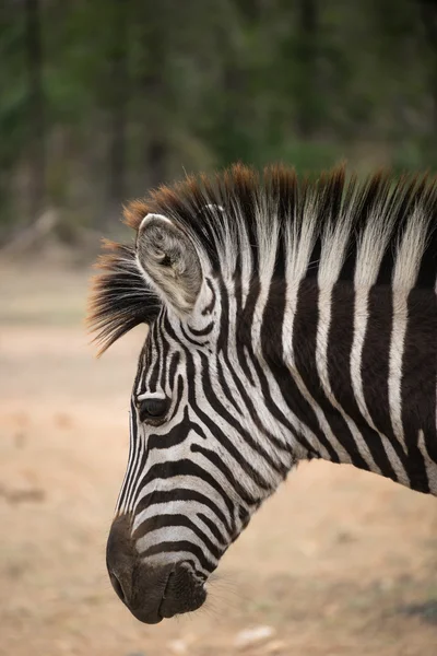 Zèbre dans le parc Kruger — Photo