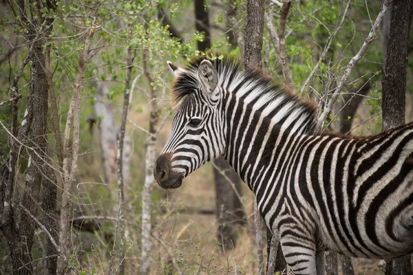 Zèbre dans le parc Kruger — Photo