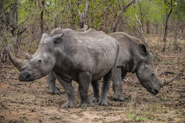 Rhinos on african savannah — Stock Photo, Image