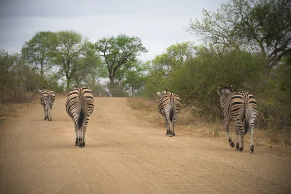 Zebras walking away — Stock Photo, Image