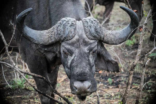 Vand Buffalo ser hård ud - Stock-foto