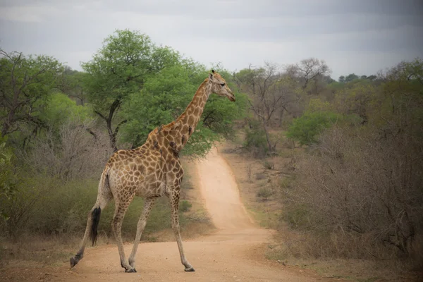 Single giraffe standing — Stock Photo, Image