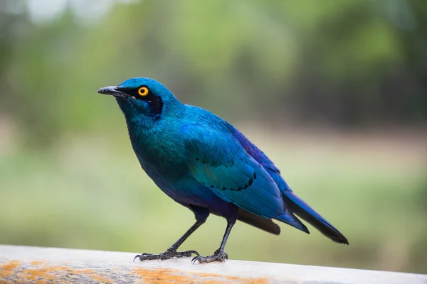 Blue-eared Glossy Starling — Stock Photo, Image