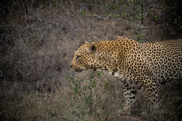 Male adult leopard on the prowl — Stock Photo, Image