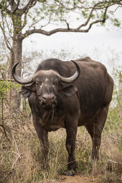 Potente búfalo africano — Foto de Stock