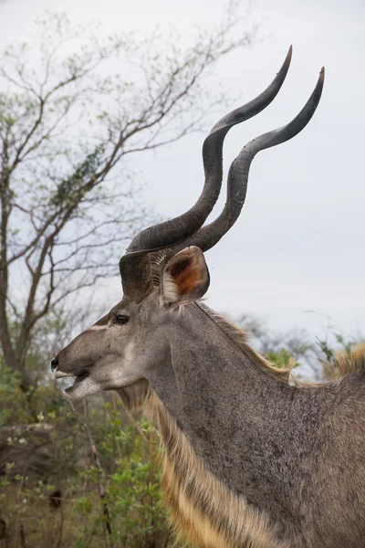 Kudu Baran stojący — Zdjęcie stockowe