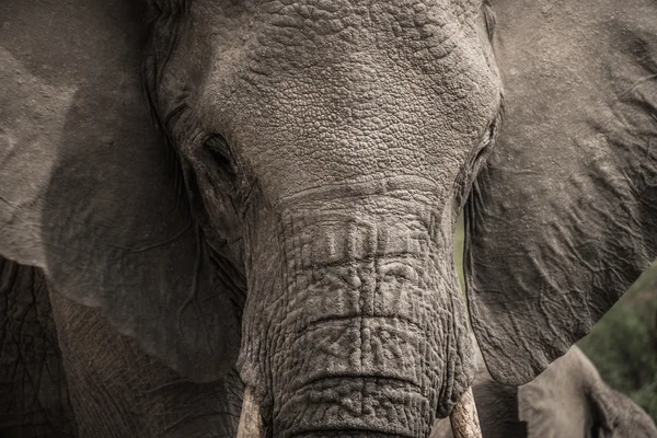 Kopf des afrikanischen Elefanten — Stockfoto