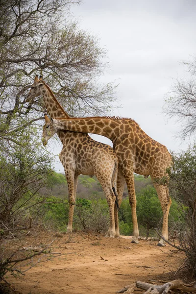 Paire de girafes en position affectueuse — Photo