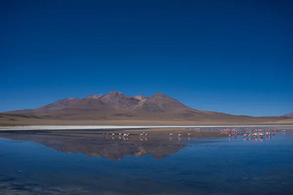 Mountain reflection in lake with flamingo — Stock Photo, Image