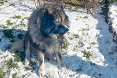 A large, fluffy Caucasian Shepherd sits on the snow with patches of green grass. The dog wears a light patterned scarf and looks to the right. The snow and sun create a winter-spring mood.