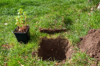 A vibrant green lawn, illuminated by the sun, with a dug square hole for planting. A young gooseberry seedling stands nearby in a black container. Fresh soil is piled up on the right.