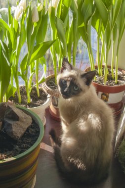 A cute Siamese kitten sits on a windowsill, surrounded by pots of white tulips and a bright decorative planter. Its blue eyes look upwards, and the sunlight highlights its fluffy fur.