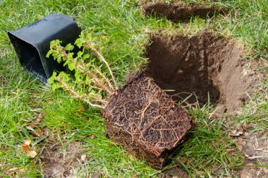 A general view of a gooseberry seedling lying on the lawn with the root ball freed from the pot. An empty container stands nearby, and a freshly dug hole is on the right. Bright sunlight.