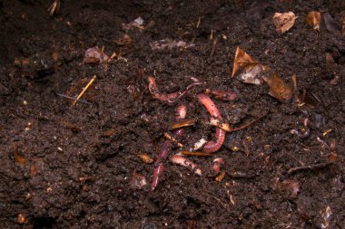 Humus, yaprak ve samanla zengin kara toprakta kıvranan bir grup solucanın yakın çekimi. Doğurganlık, vermikültür ve gübreleme örnekleri..