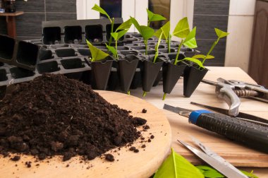 Küçük yeşil limon kesikleri siyah fidan tepsilerine konur. Bahçe aletleriyle dolu tahta bir tahtanın üzerinde bir yığın toprak duruyor. Toprağa odaklan..