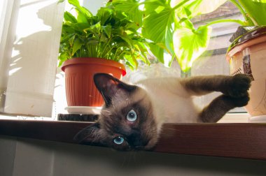 İki ev bitkisi arasındaki tahta pencere pervazında duran, kaldırılmış pençeleri olan siyam kedisinin yüzüne yakın çekim. Parlak güneş ışığı karşıtlık yaratır.