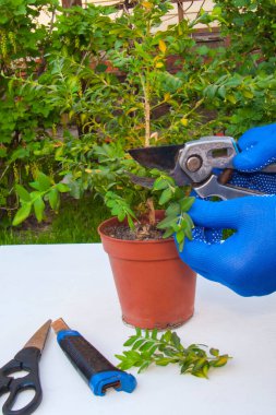 Mavi eldivenli bir el, secateurs kullanarak genç bir saksı ağacının dalını budar. Aletler yeşil çalıların arka planına karşı beyaz bir masada dinleniyor.