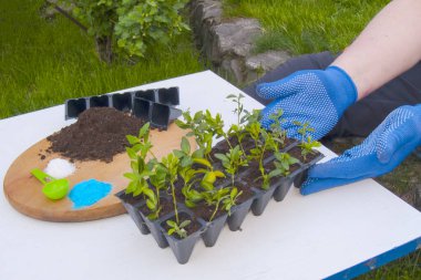Mavi eldivenli eller, siyah bir tepsinin yanında, üzerinde tahta kesikleri olan. Toprak, gübre ve boş kaplar beyaz bir masada tahta bir tahtanın üzerinde..