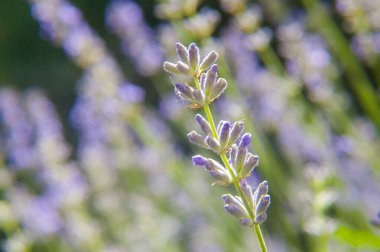 Tek bir dikey lavanta infloresans aşırı yakın çekim, parlak, yoğun olarak bulanık mor ve yeşil arka plan üzerinde vurgulanır. Yumuşak doğal ışık dokuyu vurgular