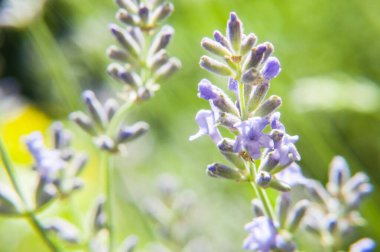 Çiçek açan lavantanın aşırı yakın çekimi. Ön plandaki çiçek keskinken, parlak yeşil arkaplana karşı gelen diğer cilt yüzeyi ağır şekilde bulanıklaşır. Güçlü güneş ışığı yumuşak bir parıltı yaratır.