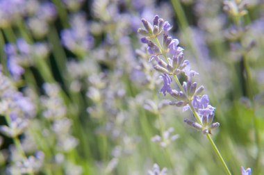Yumuşak yeşil bir arka planda keskin bir şekilde ayırt edilebilen lavanta dolgunluğunun yakın çekimi. Mor çiçeklerin dokusuna odaklan. Sahne doğanın şefkatini ve derinliğini gösteriyor..