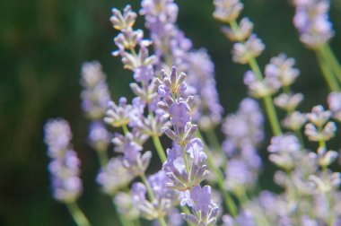 Önden aydınlatılmış bir kaç lavanta kabının makro 'su. Keskin ön plan koyu, bulanık yeşil arka planla çelişiyor. Zarif biçimi ve yumuşak rengi vurgular