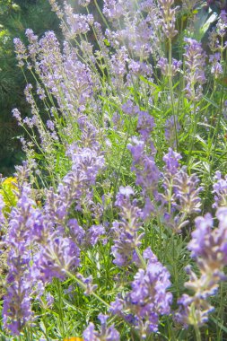 Bahçedeki uzun, mor lavanta renginden dikey bir poz. Güneş ışığı yaprakların ve sapların arasından parlar, sıcak, canlı ve güzel kokulu bir yaz atmosferi yaratır..