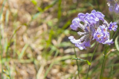 Ön planda hafif odaklı tek bir lavanta şişmesi. Çerçevenin çoğu yeşil ve kahverengi otların bulanık arka planıdır. Güzellik, aromaterapi veya yaz metinleri için idealdir..