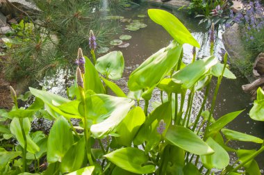 Mor çiçekli parlak su bitkileri (Pickerelweed) iyi korunmuş bir bahçe havuzunda yetişir. Arka planda çam dalları ve taşlar görülebilir. Huzurlu bir yaz manzarası.