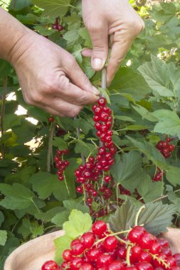 Ellerinizi dikkatlice kırmızı frenk üzümü demetlerini toplayın. Gerçek Gıda, organik tarım ve sağlıklı vitamin kavramı. Köyde yaz dut toplamanın doğal fotoğrafı..