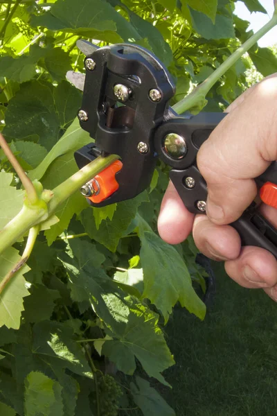 Bahçıvanın eli özel bir nakletme aracıyla yeşil üzüm bağını buduyor. Bitki bakımı, bahar işleri ve gerçek gıda kavramı. Güneşli bir bahçe ortamında doğal bir fotoğraf..