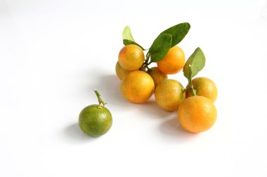 Kamkat beyaz zemin üzerine