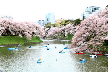 Tokyo, Japonya - Nisan 04: Kimliği belirsiz bir kişi sakin ol içinde kiraz 