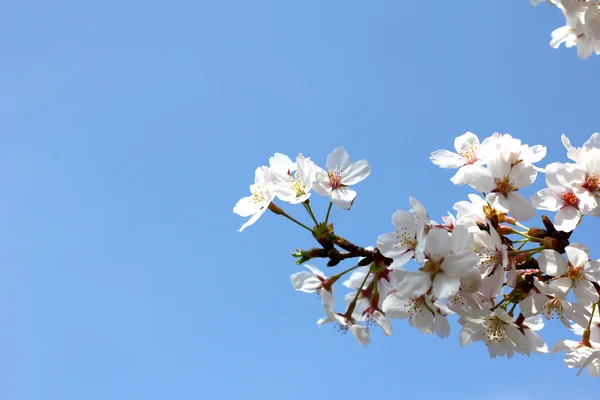 Flor de sakura blanca con cielo azul —  Fotos de Stock
