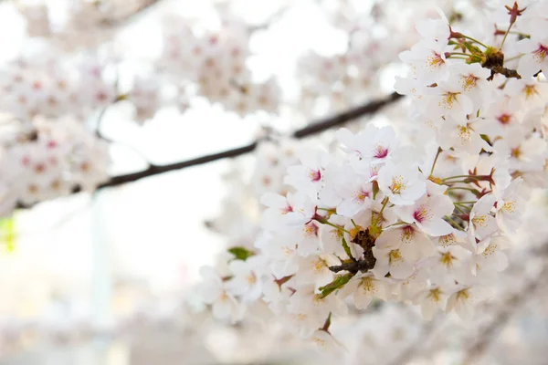 Flor de cerezo blanco —  Fotos de Stock