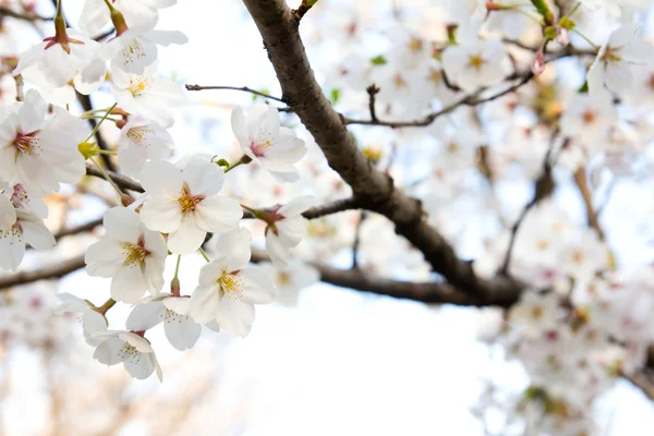 Flor de cerezo blanco —  Fotos de Stock