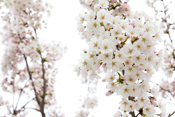 Білий Цвітіння вишні — стокове фото