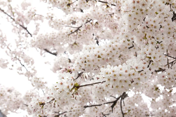 Hermosa flor de cerezo —  Fotos de Stock