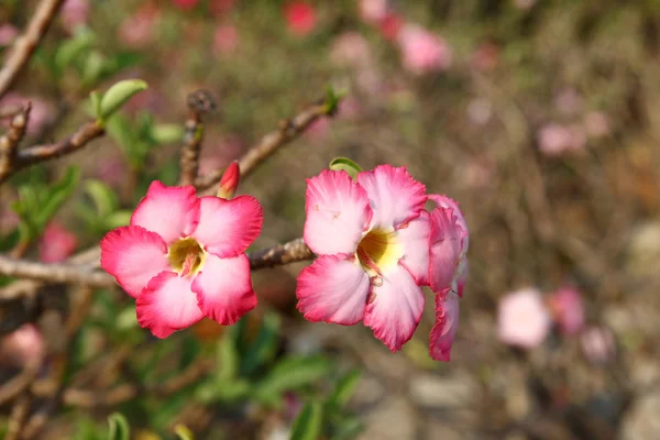 美しいピンクの花 アデニウム Obesum — ストック写真