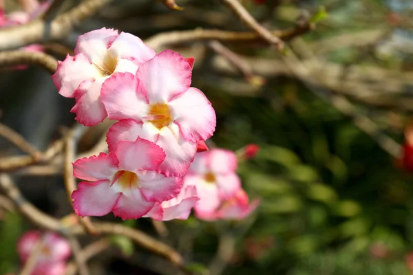 Adenio rosa Obesum — Foto de Stock