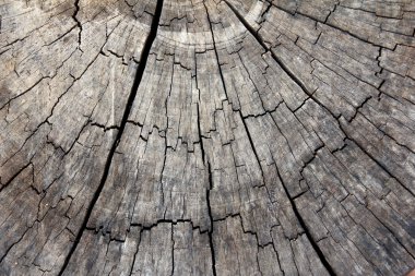 Ağaç kütüğü dokusuna kadar kapalı