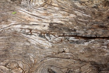 Ağaç kütüğü dokusuna kadar kapalı