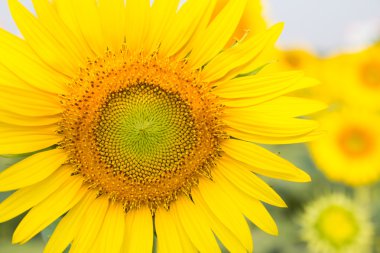 Ayçiçeği güzel yakından