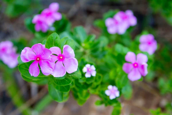 Vinca, flor violeta — Foto de Stock