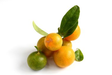 Kamkat beyaz zemin üzerine