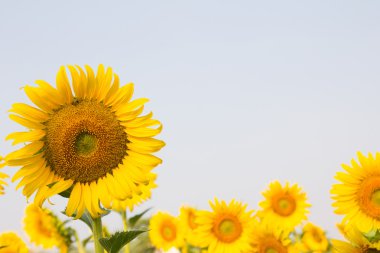 Güzel ayçiçeği under 