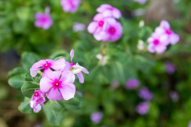 Cezayir menekşesi, Menekşe çiçek 