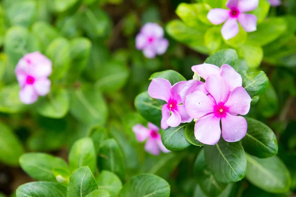 Cezayir menekşesi, Menekşe çiçek