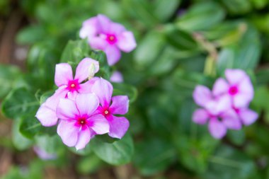 Cezayir menekşesi, Menekşe çiçek 